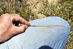 Schoenus pseudoloreus