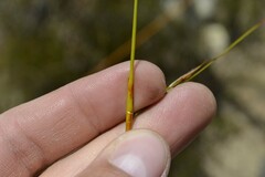 Schoenus pseudoloreus