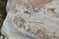 Schoenus pseudoloreus