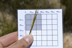 Schoenus pseudoloreus