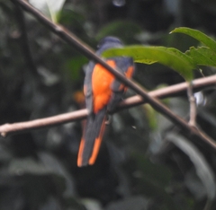 Pericrocotus flammeus