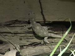 Homopholis walbergii