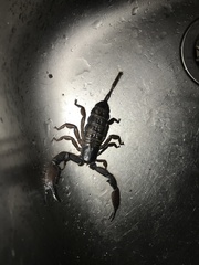 Hadogenes soutpansbergensis