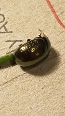 Chrysolina hyperici