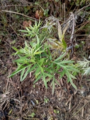 Artemisia verlotiorum