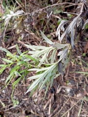 Artemisia verlotiorum