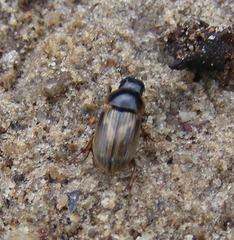 Melinopterus