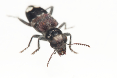 Clerus gilberti