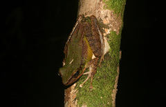 Odorrana hosii