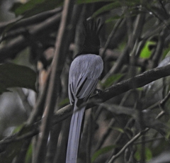 Terpsiphone paradisi