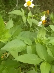 Xylocopa tranquebarorum
