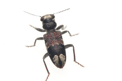 Clerus gilberti