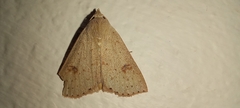 Scolecocampa