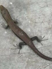Eutropis