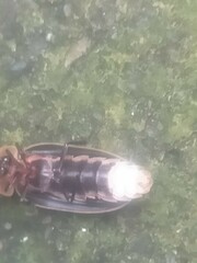 Pyrocoelia praetexta