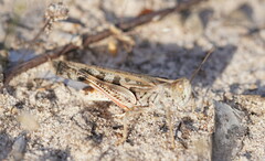Chortoicetes terminifera