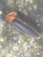 Pyrocoelia praetexta