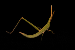 Acrida conica