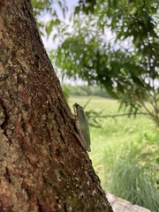 Hyla chinensis