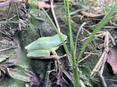 Hyla chinensis
