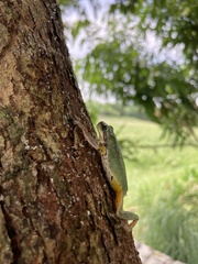 Hyla chinensis