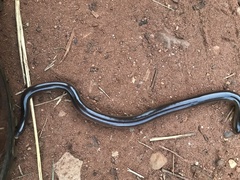 Afrotyphlops bibronii
