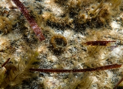 Homophyllia australis