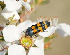 Castiarina bicolor