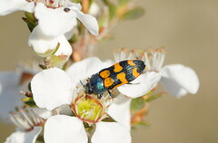 Castiarina bicolor