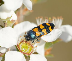Castiarina bicolor