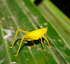 Paracaedicia serrata