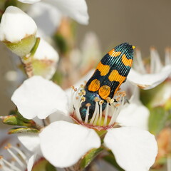 Castiarina bicolor
