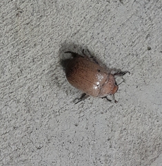 Anoplognathus velutinus