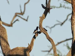 Cinnyricinclus leucogaster