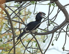 Bycanistes bucinator