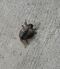 Anoplognathus velutinus