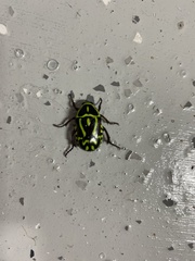 Eupoecila australasiae