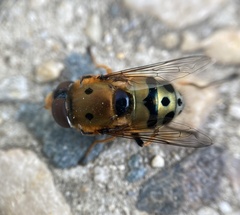 Austalis pulchella