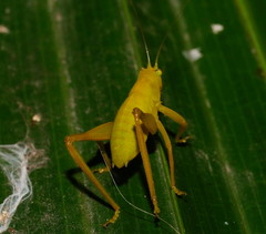 Paracaedicia serrata