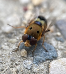 Austalis pulchella