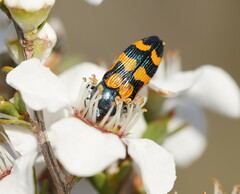 Castiarina bicolor