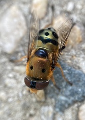 Austalis pulchella