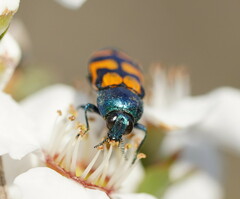 Castiarina bicolor