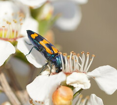 Castiarina bicolor