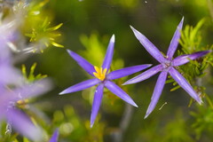 Calectasia intermedia