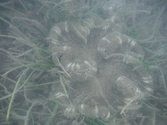 Stichodactyla