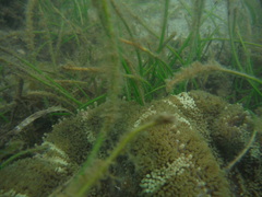 Stichodactyla