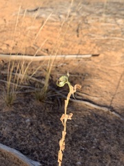 Pterostylis