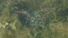 Panulirus ornatus