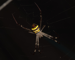Argiope aetherea